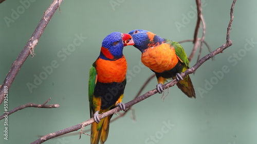 Der Rotkragenstar (Onychognathus morio) ist ein auffälliger Vogel aus der Familie der Stare (Sturnidae), der in Afrika beheimatet ist.  photo