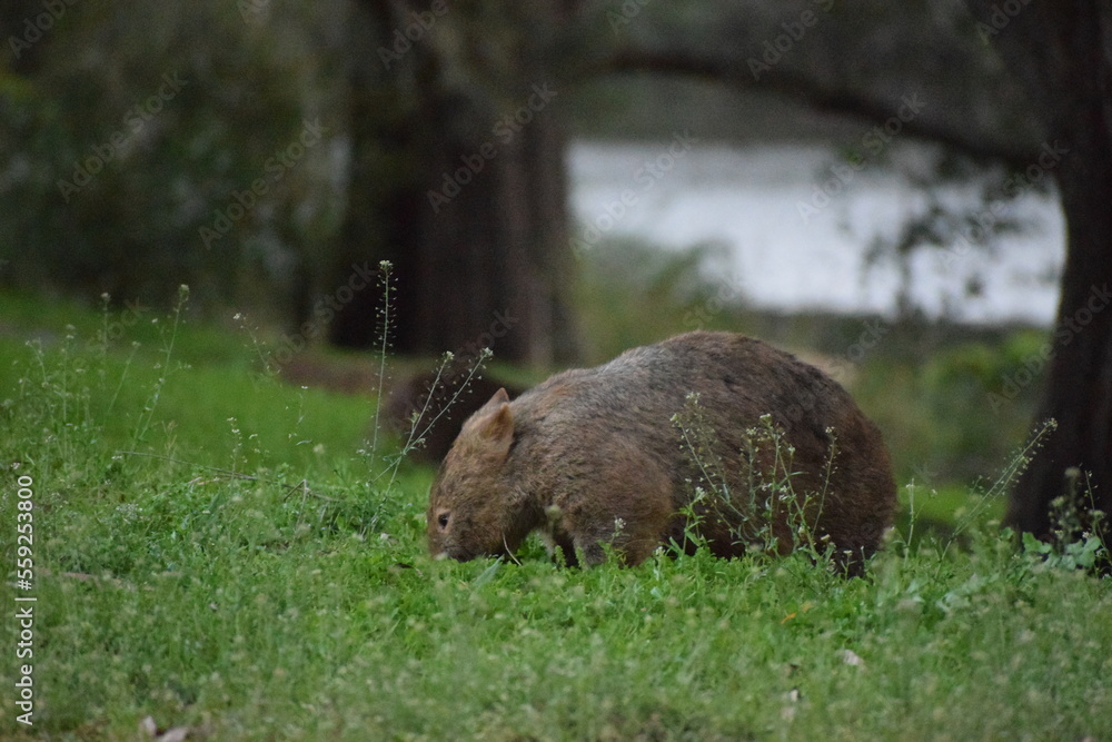A wombat eating grass by a Wollongong stream. A wombat eating grass by a Wollongong stream.
