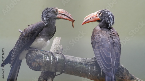 Bucerotiformes|Bucerotidae|Lophoceros|Crowned hornbill|非洲犀鳥|冕弯嘴犀鸟 photo