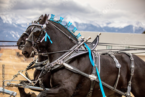 Percheron Horse team pulling a carriage photo