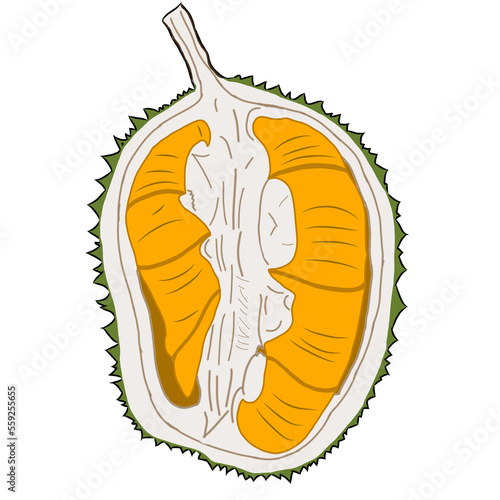 Ilustration of durian