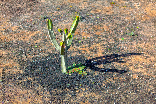 Desert area with cactus . Mexican arid land with cacti . Survival plant at tropical climate photo