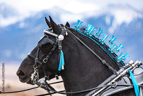 Percheron Horse team pulling a carriage photo