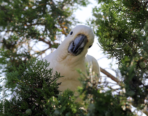 Fototapeta Naklejka Na Ścianę i Meble -  Sulphur-crested cockatoo parrot bird sitting in a pine tree
