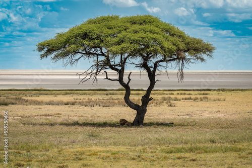Wallpaper Mural Lion in the savannah Torontodigital.ca