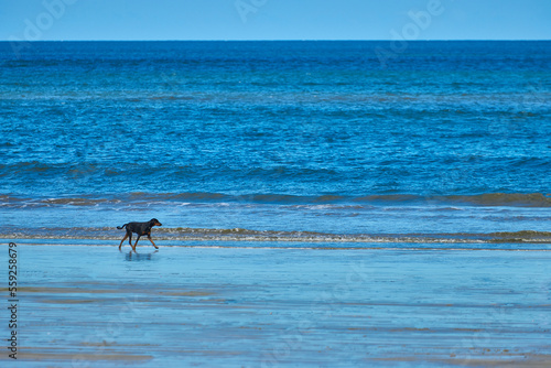 Perro caminando en playa