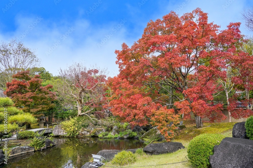 Obraz premium 青空バックに見るちょうど見頃の見事なモミジの紅葉情景@兵庫