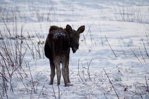 Lil Moose spotted near Wasilla, Alaska