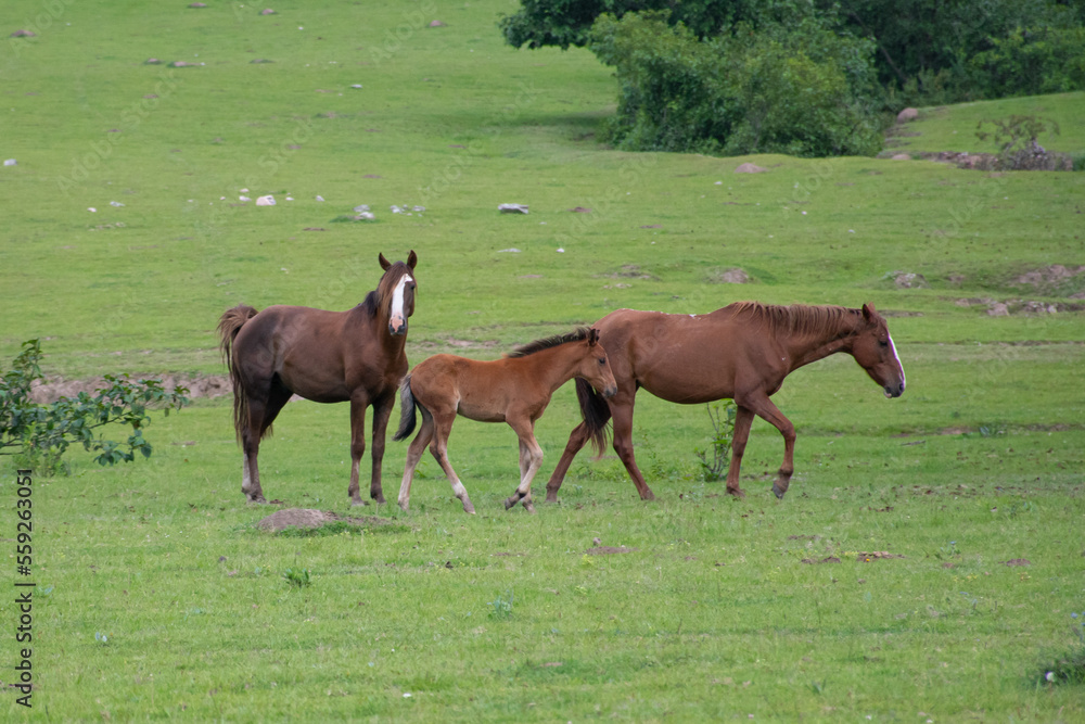 horses in the meadow horses in the meadow