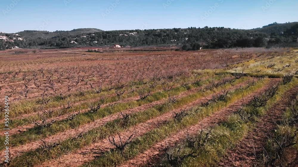Vineyards in winter in Spain, Costa Blanca. Rows of vineyards at sunny day Vineyards in winter in Spain, Costa Blanca. Rows of vineyards at sunny day