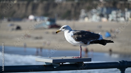 Ave posando en California