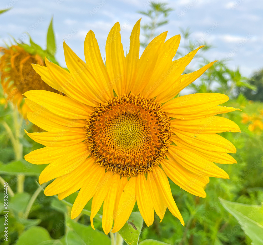 Close-up sunflower with moisture on the petals. Close-up sunflower with moisture on the petals.