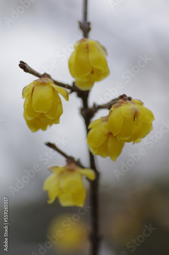 Wallpaper Mural Japanese allspice, Wintersweet (Chimonanthus praecox), deciduous tree native to China belonging to the Lauraceae family (Lauraceae) of the camphoraceae family Torontodigital.ca