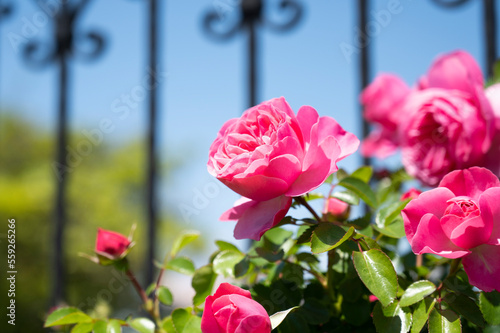 フェンス際のバラ