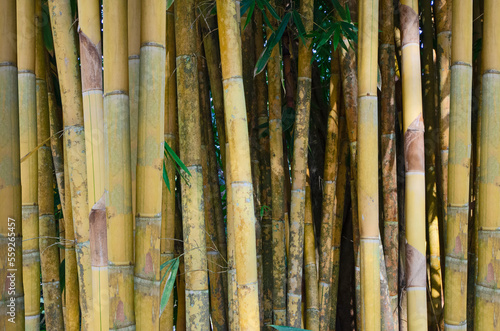 Beautiful yellow trunks and leaves of bamboo bush in forest