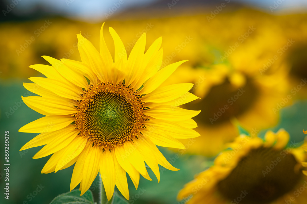 Fototapeta premium Sunflowers are blooming beautifully and brightly. On the mountain in Khao Yai, Thailand