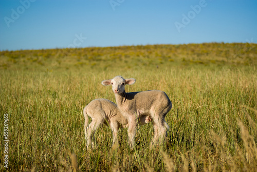 Dos corderos en una pradera en verano