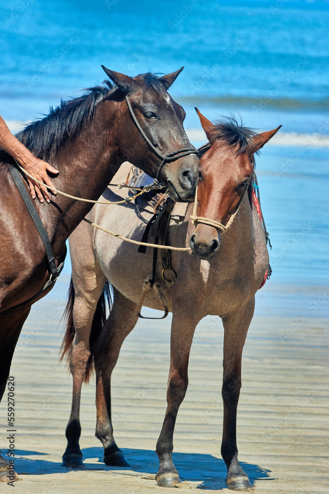 Cabalgata en playa Cabalgata en playa