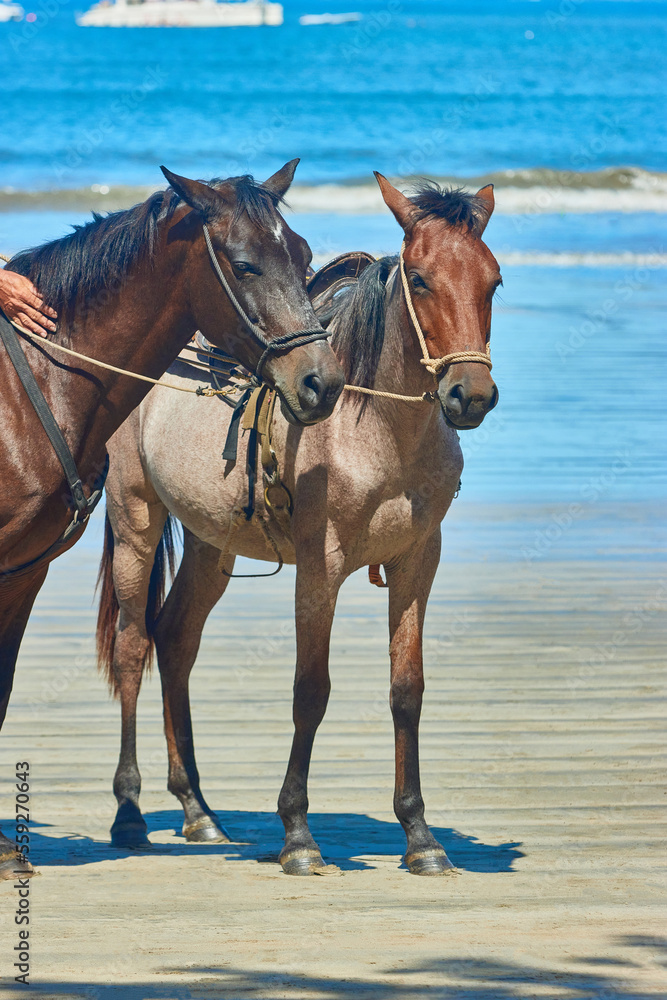 Caballos en playa Tamarindo Caballos en playa Tamarindo
