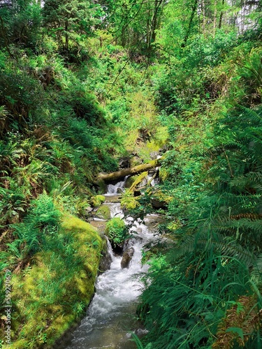 stream in the forest