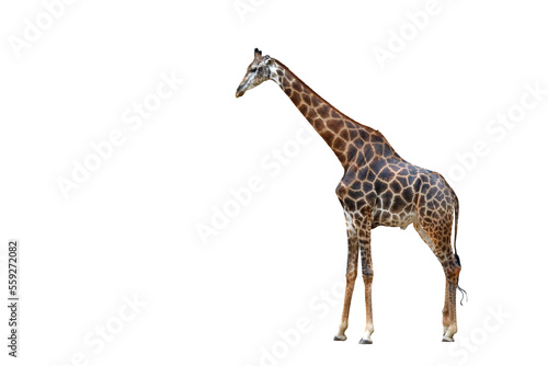 Giraffe walking isolated on transparent background png file