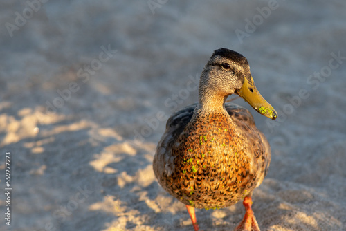 Mallard duck hen in McGrath state park in Ventura California United States photo