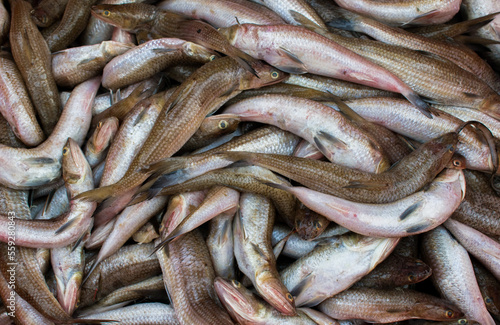Close up shot of wanieso lizard fish for sale in the fish market.