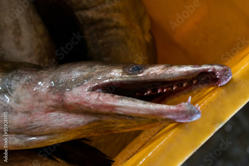 Close up shot of Conger eel tooth with shallow depth of field.