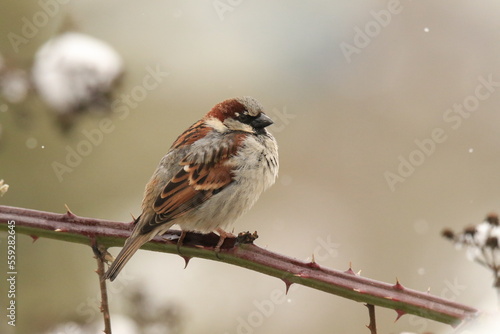 Single male House Sparrow (Passer domesticus) perched on a thorny branch photo