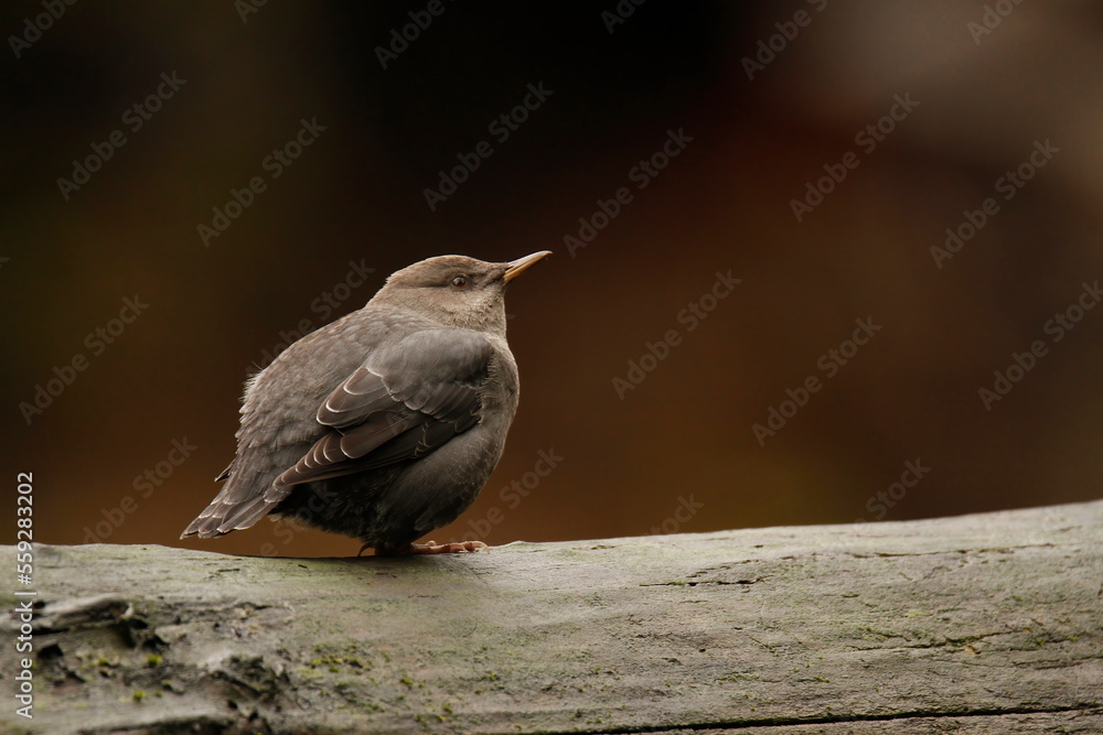 Single American Dipper sitting on a wet log by the river Single American Dipper sitting on a wet log by the river
