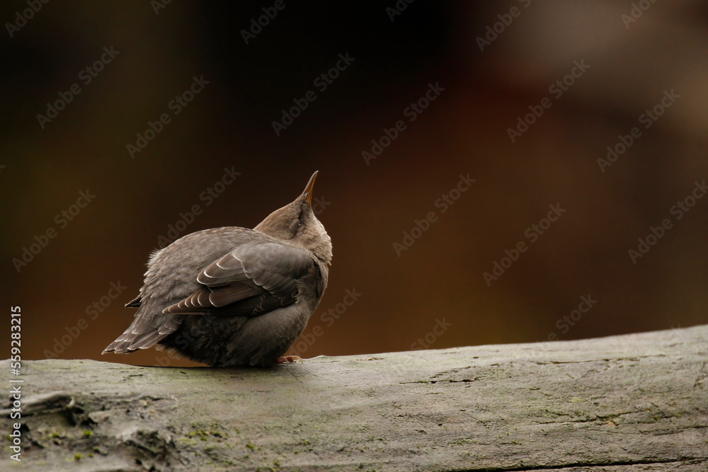 Obraz premium Single American Dipper sitting on a wet log by the river