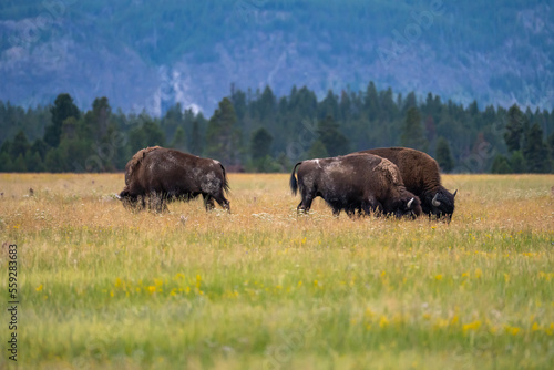 A herd of bisons feeding in the meadow in Yellowstone National Park. © Olga
