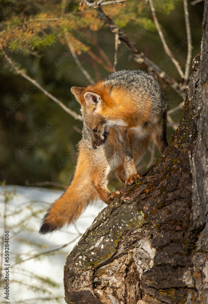 Obraz premium Cross Fox in Winter