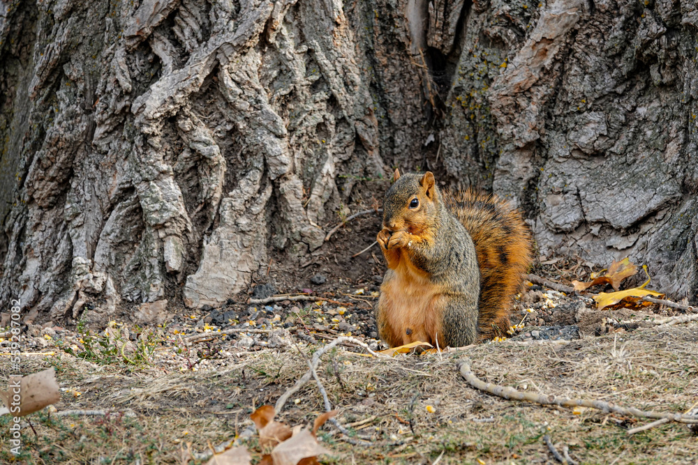 Obraz premium squirrel on the ground eating a nut by a tree