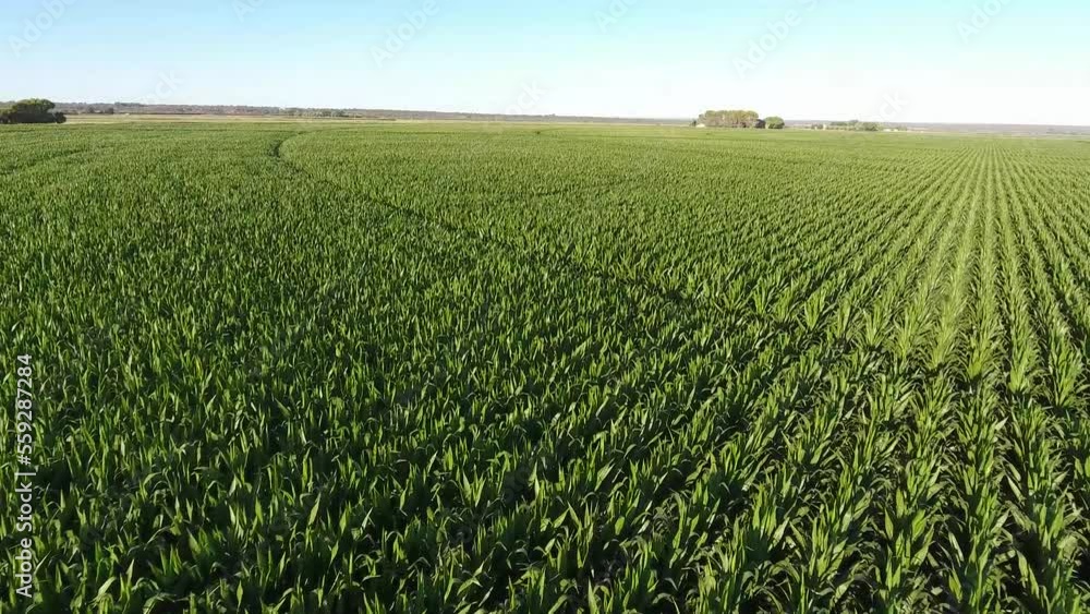 Beautiful aerial view of rows of a green corn field in the summer under irrigation Beautiful aerial view of rows of a green corn field in the summer under irrigation