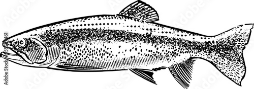 vector illustration of the trout fish isolated on white