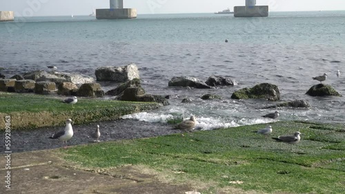Seagulls resting on the beach
