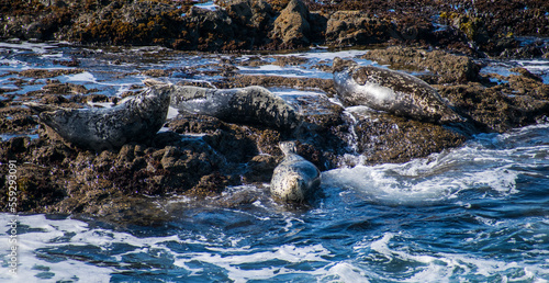 Harbor Seals at Sea Ranch, CA