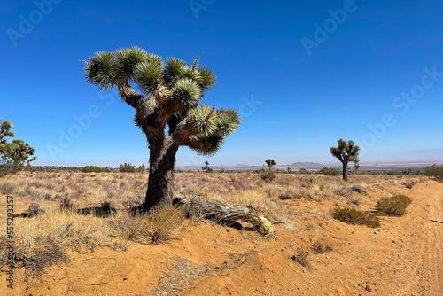 Joshua Trees in Foothills of Tehachapi Mountains, Antelope Valley, California