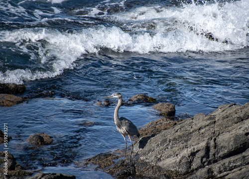 Great Blue Heron of California, at Sea Ranch