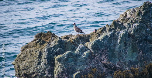Seagulls at Sea Ranch, CA in the spring
