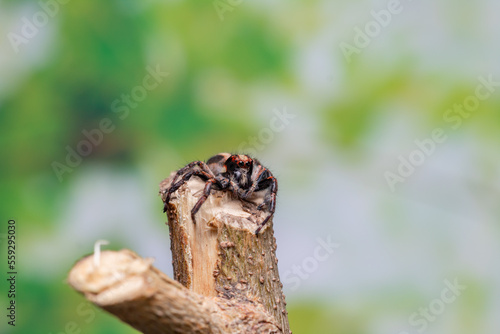 Fototapeta Naklejka Na Ścianę i Meble -  jumping spider flycatcher on a branch, Salticidae
