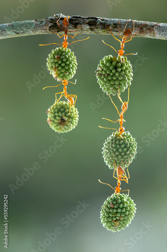 Red ant lifting, Strong Ants, Ant carrying in tropical garden 