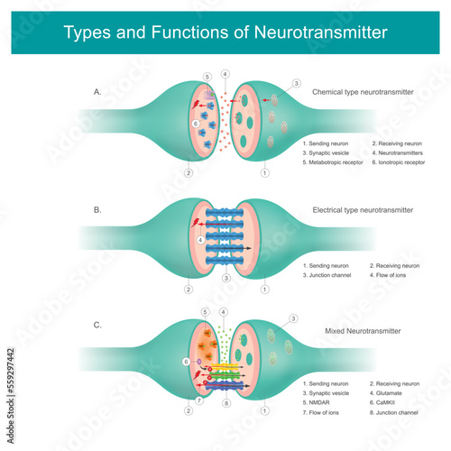 Types and Functions of Neurotransmitter. A Neurotransmitter are chemical messengers in the body, Their working is to transmit signals from nerve cells to target cells..