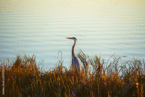 heron at sunset
