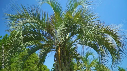 a large green palm tree against a blue sky