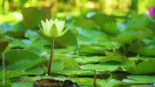 water lily grows against the background of water lilies from the water