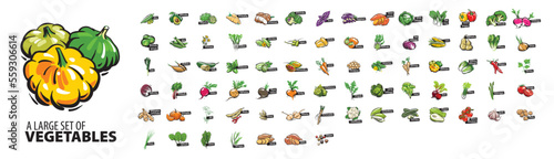 Large vector set of painted vegetables on a white background