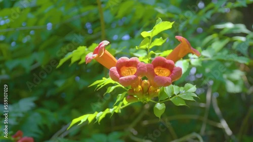 Orange campsis flower in the sun on a branch