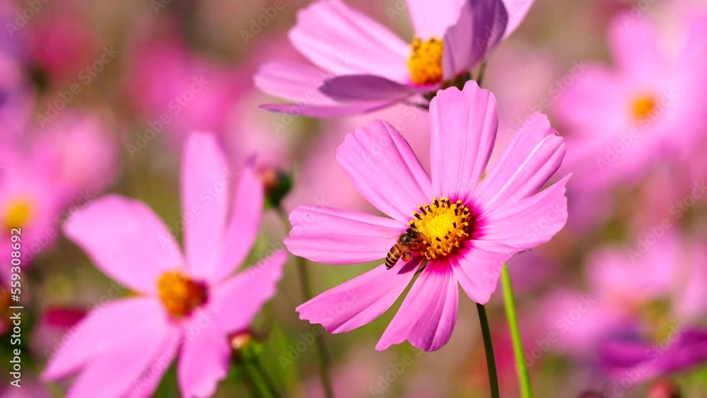 Beautiful cosmos flowers and bee in the garden, outdoor Chiangmai Thailand Beautiful cosmos flowers and bee in the garden, outdoor Chiangmai Thailand